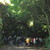 Under the Kohekohe Archway. 