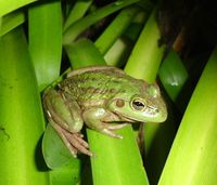 Bell Frog (Litoria raniformis) 26/06/09. 