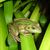 Bell Frog (Litoria raniformis) 26/06/09. 
