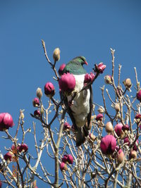 Pigeon eating Magnolia flower. 