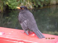 Blackbird on Poet's Bridge, Pukekura Park . 