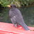 Blackbird on Poet's Bridge, Pukekura Park. 