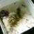Tadpoles in Container. 