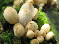 Coprinus disseminatus day 1. 
