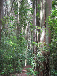 Junction of Kauri Grove Track and link to Brooklands Road. 