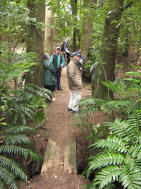Kauri Grove bridge to Brooklands Road. 