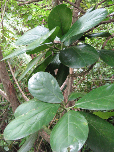 Pennantia baylisiana leaves. 