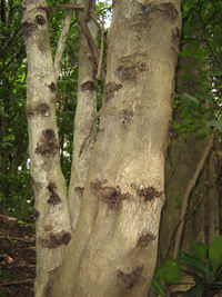 Puriri trunk showing moth damage. 