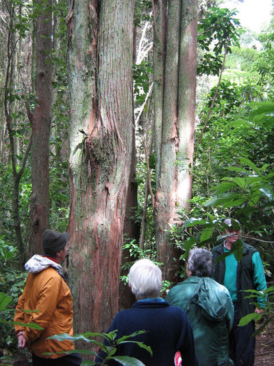 Amongst Totara trunks. 
