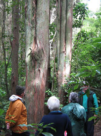 Amongst Totara trunks. 