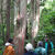 Amongst Totara trunks. 