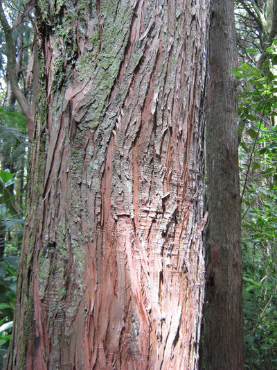 Totara bark. 