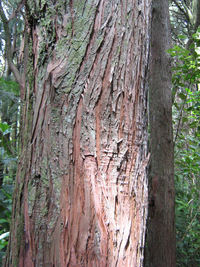 Totara bark. 