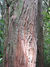 Totara bark. 