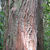 Totara bark. 