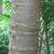 Kauri trunk. 