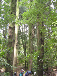 Kauri Grove near Brooklands Road. 