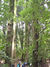 Kauri Grove near Brooklands Road. 