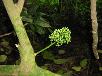 Pennantia baylisiana flower. 