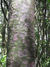 Matai trunk - purple flaked bark. 