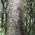 Matai trunk - purple flaked bark. 