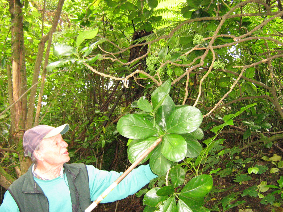 Pennantia Baylisiana