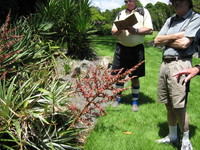 Puya at Brooklands. 