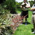 Puya at Brooklands. 