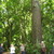 English Elm. 