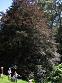 Copper Beech- List Gardens. 