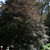 Copper Beech- List Gardens. 