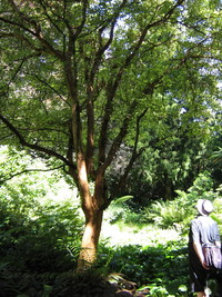 Tree Fuschia- List Garden. 