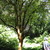 Tree Fuschia- List Garden. 