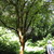 Tree Fuschia- List Garden. 