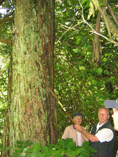 Totara on edge. 