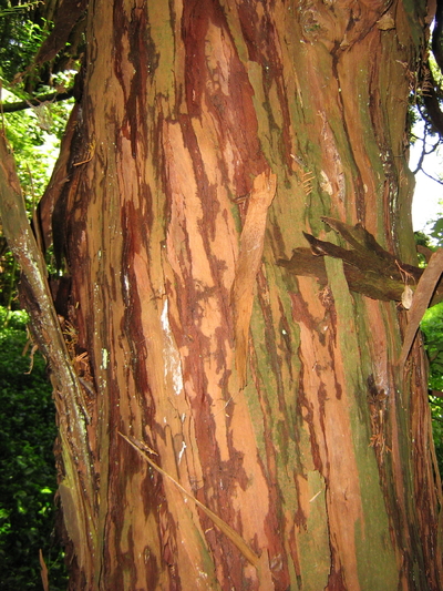 L plumosa bark. 