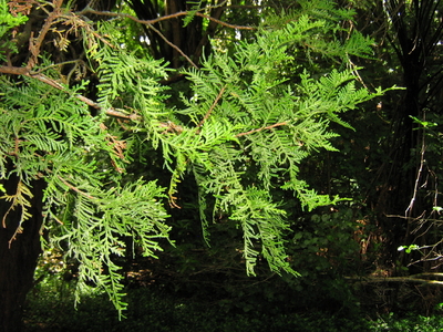 Libocedrus plumosa leaves. 