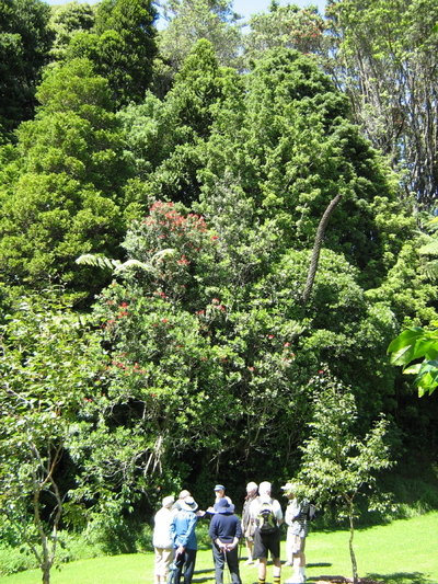 Fillis Street start to Kindergarten Gully. 