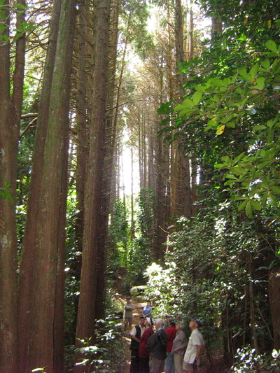 Lawsoniana Grove. 