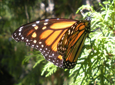 Monarch in March 2010. 