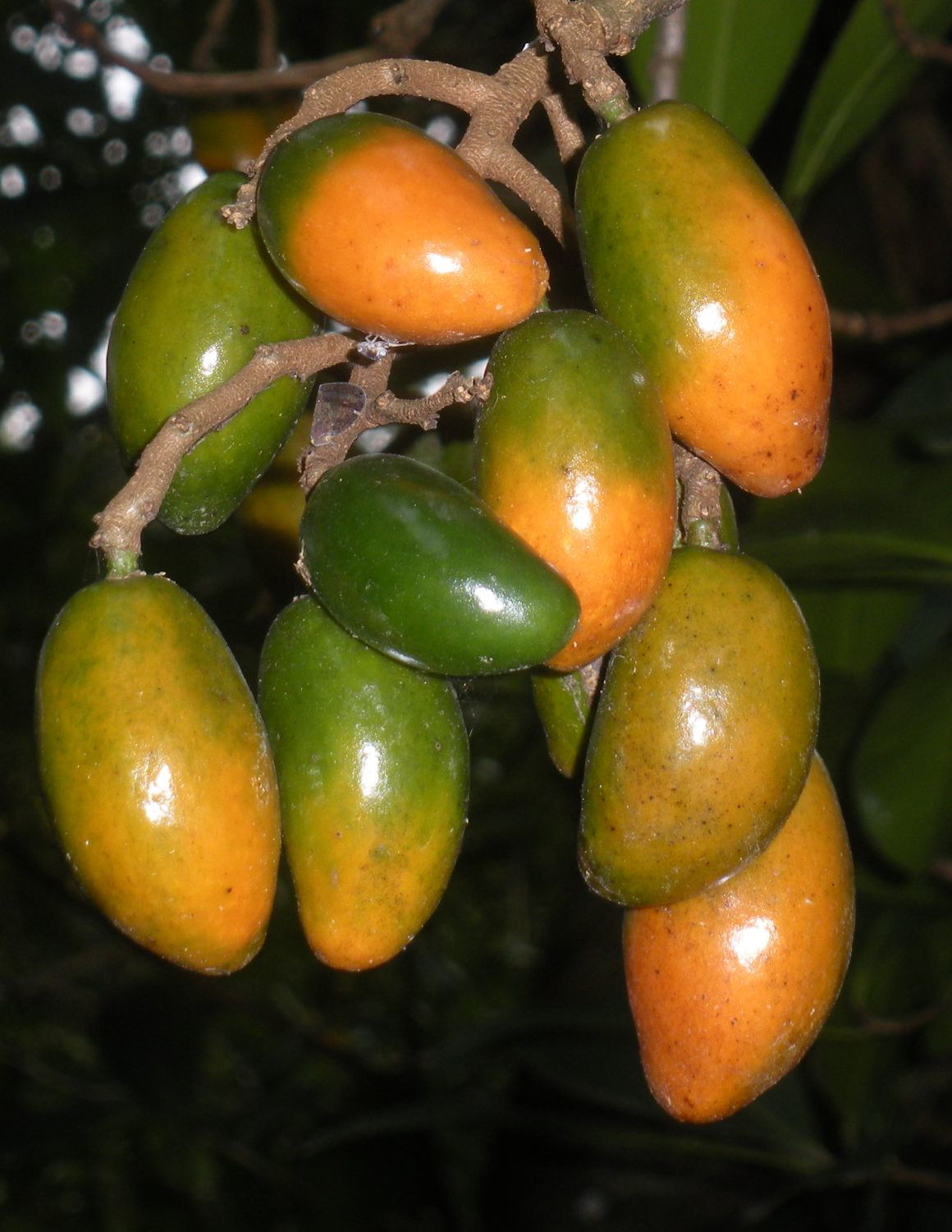 Karaka fruits ripening Karaka fruits ripening