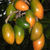 Karaka fruits. 
