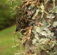 Cicada Amphisalta zealandica. 