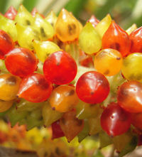 Collospermum hastatum fruits. 