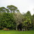 Brooklands Lawn - Acer negundo Brooklands lawn 2. 