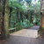 The first Kauri in Pukekura Park. 