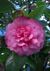 Camellia japonica 'Triumphans'. 