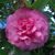 Camellia japonica 'Triumphans. 